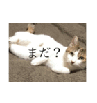 あんずさんの毎日 vol.1(ネコ写真)（個別スタンプ：32）