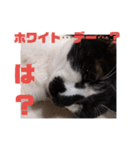 雑種ねこ英世（ひでよ）の日常。冬編。（個別スタンプ：9）