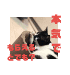 雑種ねこ英世（ひでよ）の日常。冬編。（個別スタンプ：11）