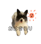 犬とたまごなど！（個別スタンプ：1）