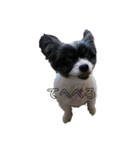 犬とたまごなど！（個別スタンプ：4）