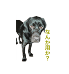 ヴィオラスタンプ1（個別スタンプ：4）