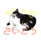 ハチワレ猫choro.ver2.1（個別スタンプ：3）