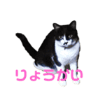 ハチワレ猫choro.ver2.1（個別スタンプ：9）