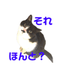 ハチワレ猫choro.ver2.1（個別スタンプ：10）