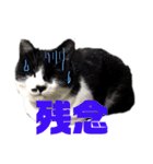 ハチワレ猫choro.ver2.1（個別スタンプ：12）