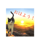 ハチワレ猫choro.ver2.1（個別スタンプ：13）