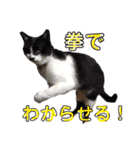 ハチワレ猫choro.ver2.1（個別スタンプ：14）
