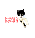 ハチワレ猫choro.ver2.1（個別スタンプ：18）