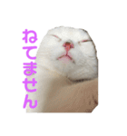 垂れ耳ねこのグリコくん2（個別スタンプ：1）