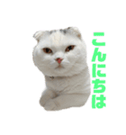 垂れ耳ねこのグリコくん2（個別スタンプ：3）