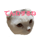 垂れ耳ねこのグリコくん2（個別スタンプ：4）
