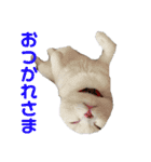 垂れ耳ねこのグリコくん2（個別スタンプ：5）