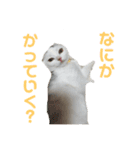 垂れ耳ねこのグリコくん2（個別スタンプ：7）