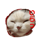 垂れ耳ねこのグリコくん2（個別スタンプ：8）