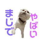 垂れ耳ねこのグリコくん2（個別スタンプ：10）