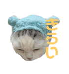 垂れ耳ねこのグリコくん2（個別スタンプ：11）
