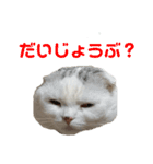 垂れ耳ねこのグリコくん2（個別スタンプ：13）