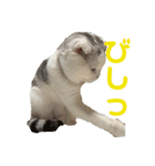 垂れ耳ねこのグリコくん2（個別スタンプ：14）