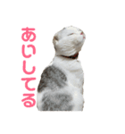 垂れ耳ねこのグリコくん2（個別スタンプ：15）