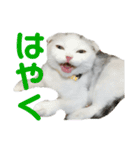 垂れ耳ねこのグリコくん2（個別スタンプ：16）