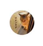 ねこのにゃあ 1（個別スタンプ：1）