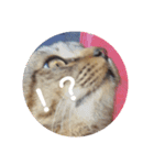 ねこのにゃあ 1（個別スタンプ：2）