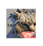ねこのにゃあ 1（個別スタンプ：4）