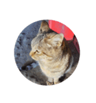 ねこのにゃあ 1（個別スタンプ：5）