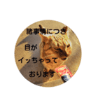 ねこのにゃあ 1（個別スタンプ：7）