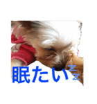 犬スタンプ キュート（個別スタンプ：2）