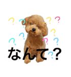 犬スタンプ キュート（個別スタンプ：4）