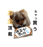 犬スタンプ キュート（個別スタンプ：5）