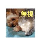 犬スタンプ キュート（個別スタンプ：9）