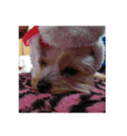 犬スタンプ キュート（個別スタンプ：11）