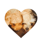 犬スタンプ キュート（個別スタンプ：13）