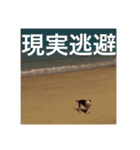 犬スタンプ キュート（個別スタンプ：14）