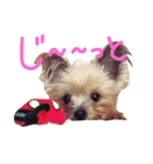 犬スタンプ キュート（個別スタンプ：15）
