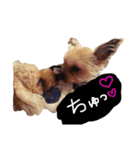 犬スタンプ キュート（個別スタンプ：16）