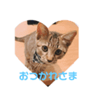 またちです（個別スタンプ：7）