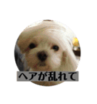 桑田家スタンプ6（個別スタンプ：23）