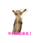 シャルロットの呟き ②（個別スタンプ：3）