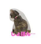 シャルロットの呟き ②（個別スタンプ：5）