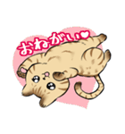 キジトラとハチワレ2（個別スタンプ：32）