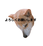 我が家のチョコです（個別スタンプ：2）