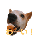 我が家のチョコです（個別スタンプ：10）