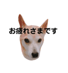 我が家のチョコです（個別スタンプ：17）