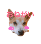 我が家のチョコです（個別スタンプ：19）