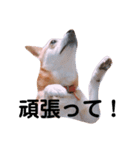 我が家のチョコです（個別スタンプ：20）