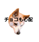 我が家のチョコです（個別スタンプ：24）